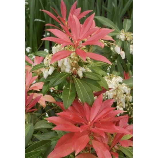 PIERIS FOREST FLAME