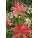 PIERIS FOREST FLAME