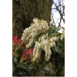 PIERIS FOREST FLAME