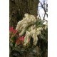 PIERIS FOREST FLAME