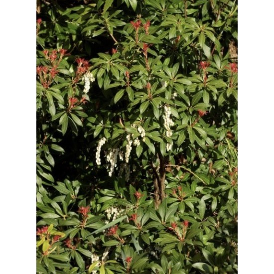 PIERIS FOREST FLAME