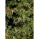 PIERIS FOREST FLAME