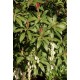 PIERIS FOREST FLAME