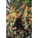 PIERIS FOREST FLAME