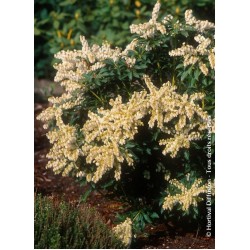 PIERIS JAPONICA PURITY