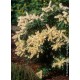 PIERIS JAPONICA PURITY
