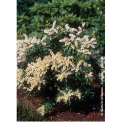 PIERIS JAPONICA PURITY