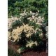 PIERIS JAPONICA PURITY
