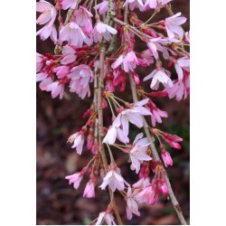 PRUNUS SUBHIRTELLA PENDULA RUBRA