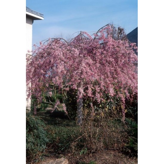PRUNUS SUBHIRTELLA PENDULA RUBRA