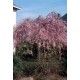 PRUNUS SUBHIRTELLA PENDULA RUBRA