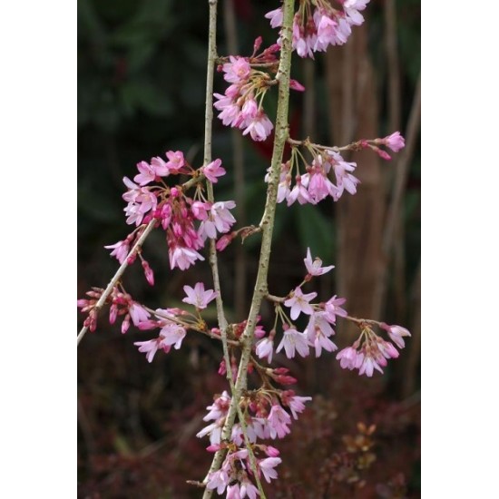 PRUNUS SUBHIRTELLA PENDULA RUBRA