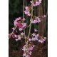 PRUNUS SUBHIRTELLA PENDULA RUBRA