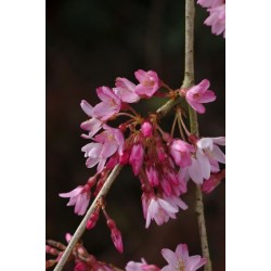 PRUNUS SUBHIRTELLA PENDULA RUBRA