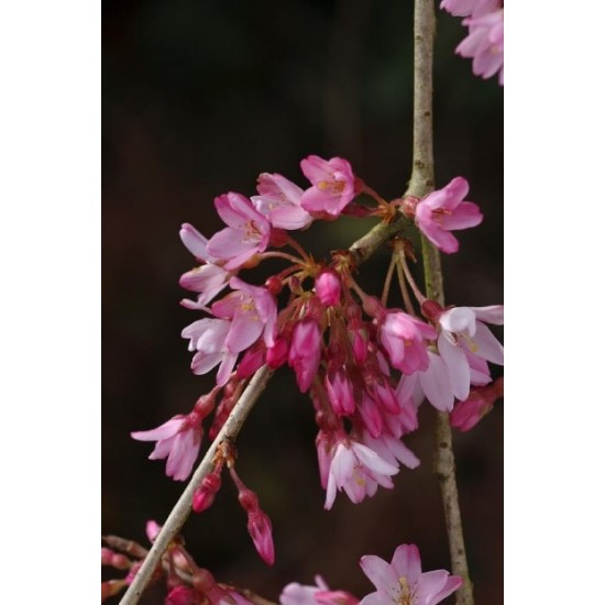PRUNUS SUBHIRTELLA PENDULA RUBRA