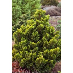 CHAMAECYPARIS OBTUSA AURORA