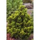 CHAMAECYPARIS OBTUSA AURORA
