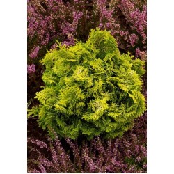 CHAMAECYPARIS OBTUSA AURORA