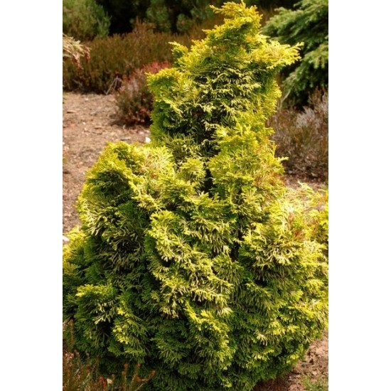 CHAMAECYPARIS OBTUSA AURORA