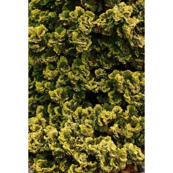 CHAMAECYPARIS OBTUSA AURORA