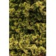 CHAMAECYPARIS OBTUSA AURORA