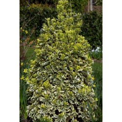 EUONYMUS JAPONICUS BRAVO