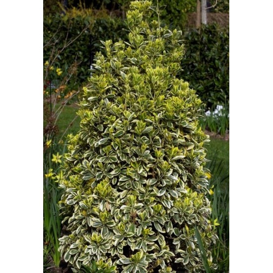EUONYMUS JAPONICUS BRAVO