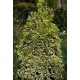 EUONYMUS JAPONICUS BRAVO