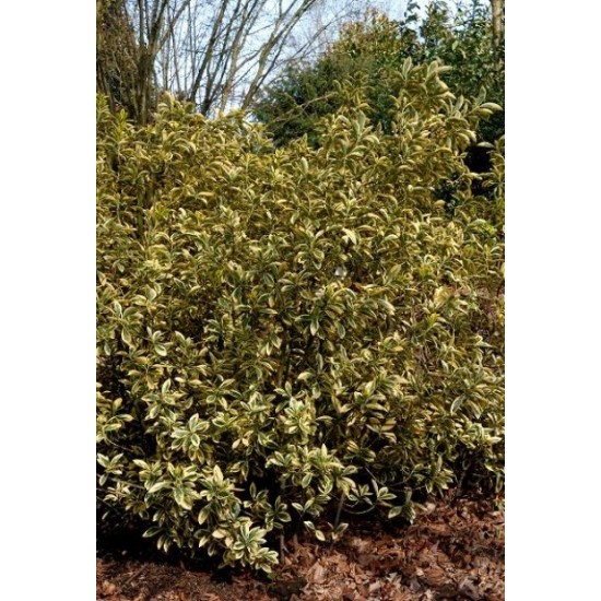 EUONYMUS JAPONICUS BRAVO