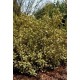 EUONYMUS JAPONICUS BRAVO