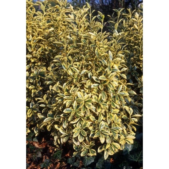 EUONYMUS JAPONICUS BRAVO