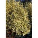 EUONYMUS JAPONICUS BRAVO