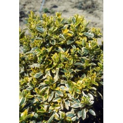 EUONYMUS JAPONICUS BRAVO