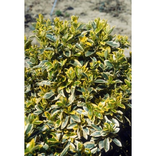EUONYMUS JAPONICUS BRAVO