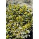 EUONYMUS JAPONICUS BRAVO