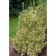 EUONYMUS JAPONICUS BRAVO