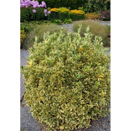 EUONYMUS JAPONICUS BRAVO