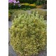 EUONYMUS JAPONICUS BRAVO