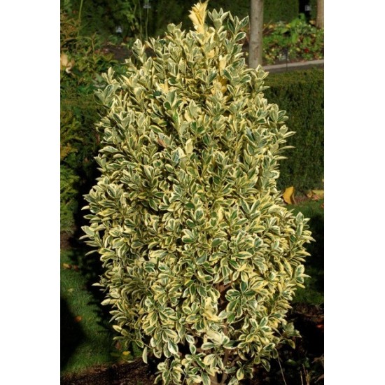 EUONYMUS JAPONICUS BRAVO