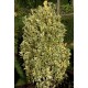 EUONYMUS JAPONICUS BRAVO
