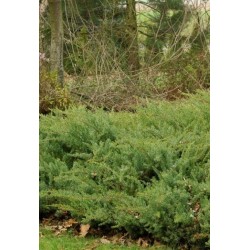 JUNIPERUS CONFETRA SLAGER