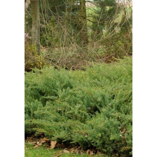 JUNIPERUS CONFETRA SLAGER