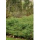JUNIPERUS CONFETRA SLAGER