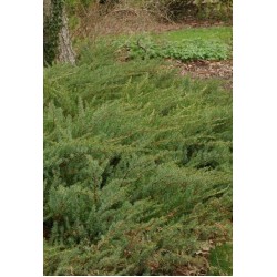 JUNIPERUS CONFETRA SLAGER
