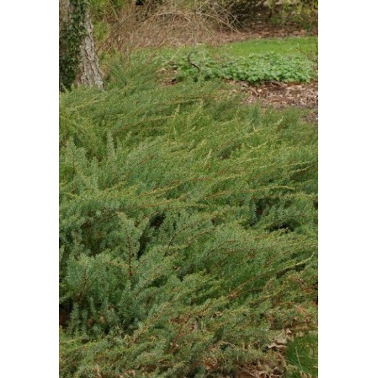 JUNIPERUS CONFETRA SLAGER