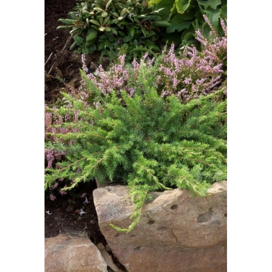 JUNIPERUS CONFETRA SLAGER