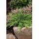 JUNIPERUS CONFETRA SLAGER