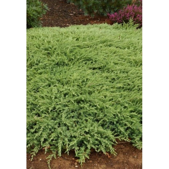 JUNIPERUS CONFETRA SLAGER