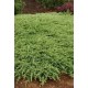 JUNIPERUS CONFETRA SLAGER
