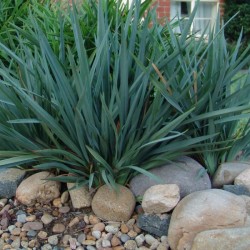 DIANELLA TASMANICA CASSA BLUE